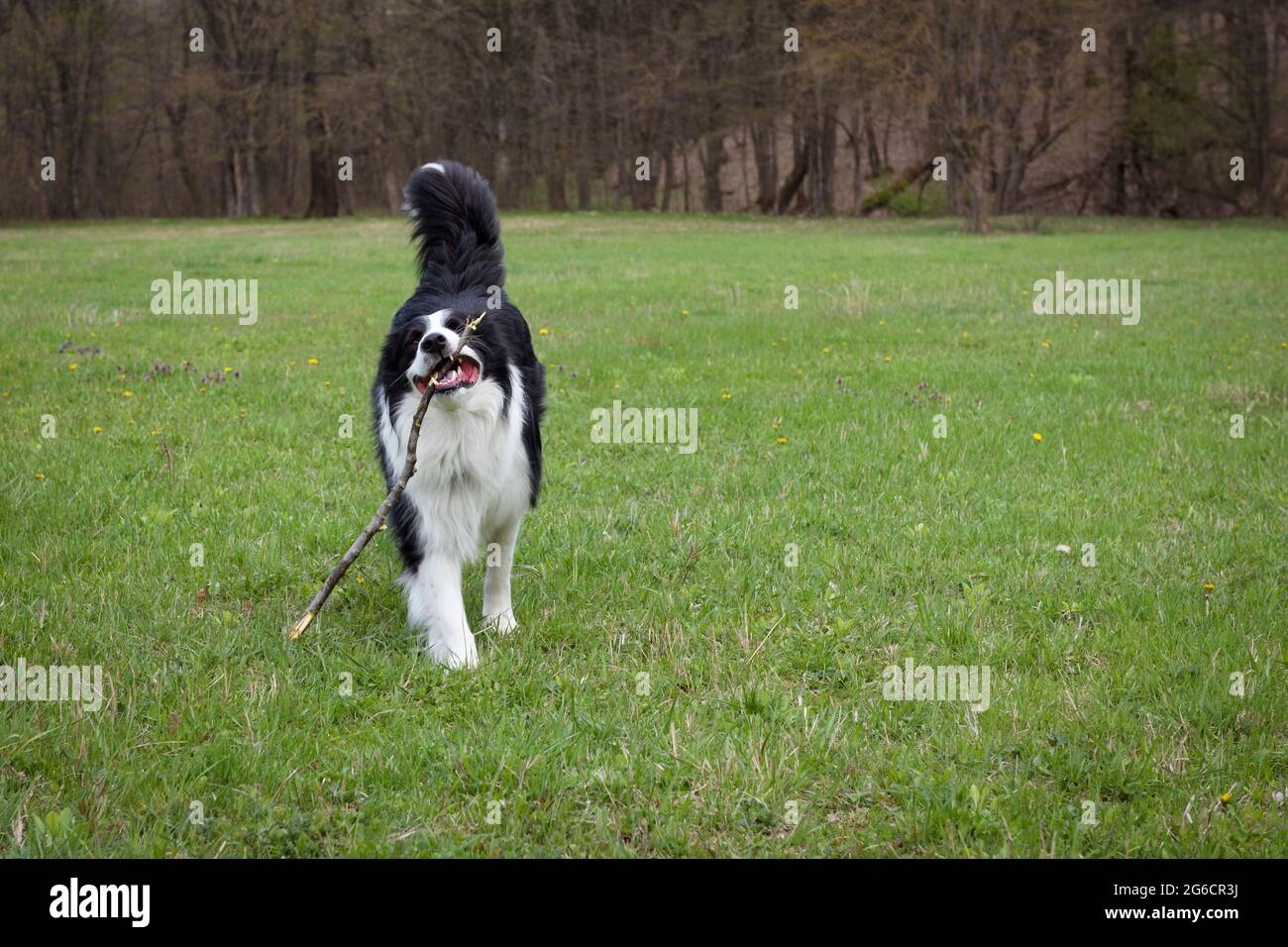 Black and white border collie playing on the green grass Stock Photo