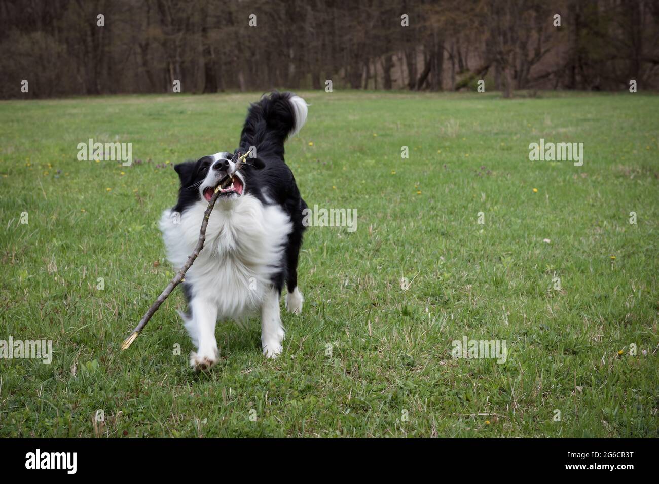 Purebred black and white border collie outdoors Stock Photo