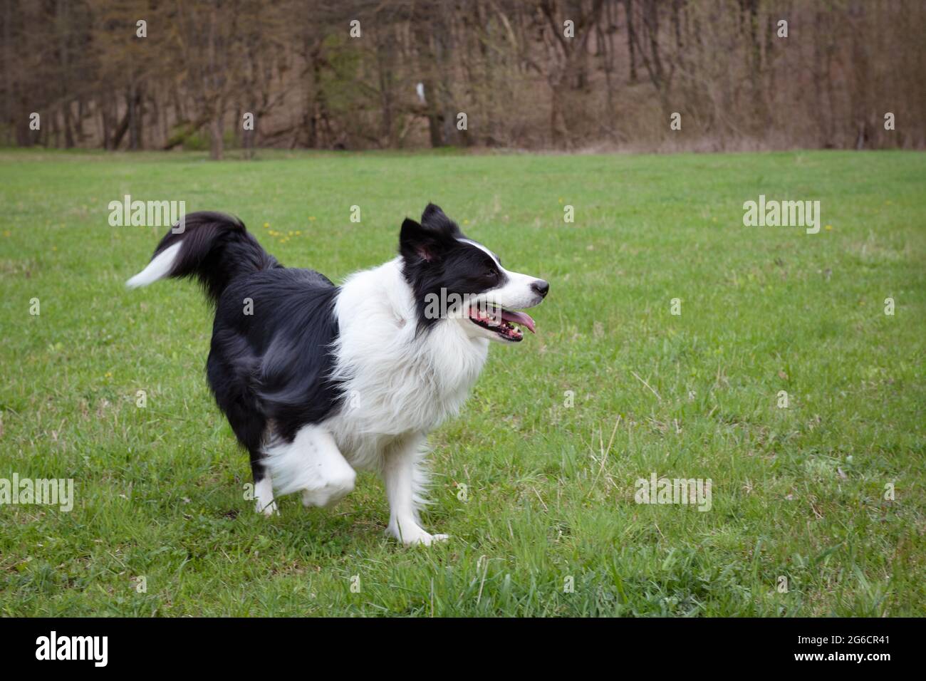 Purebred black and white border collie outdoors Stock Photo