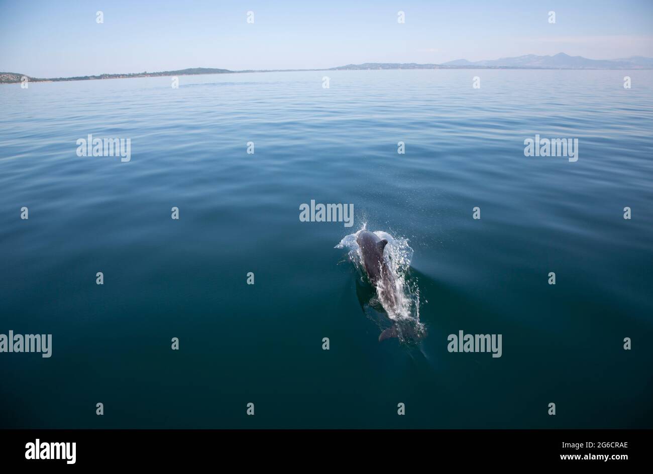 Greece, Dolphins in Amvrakikos Stock Photo