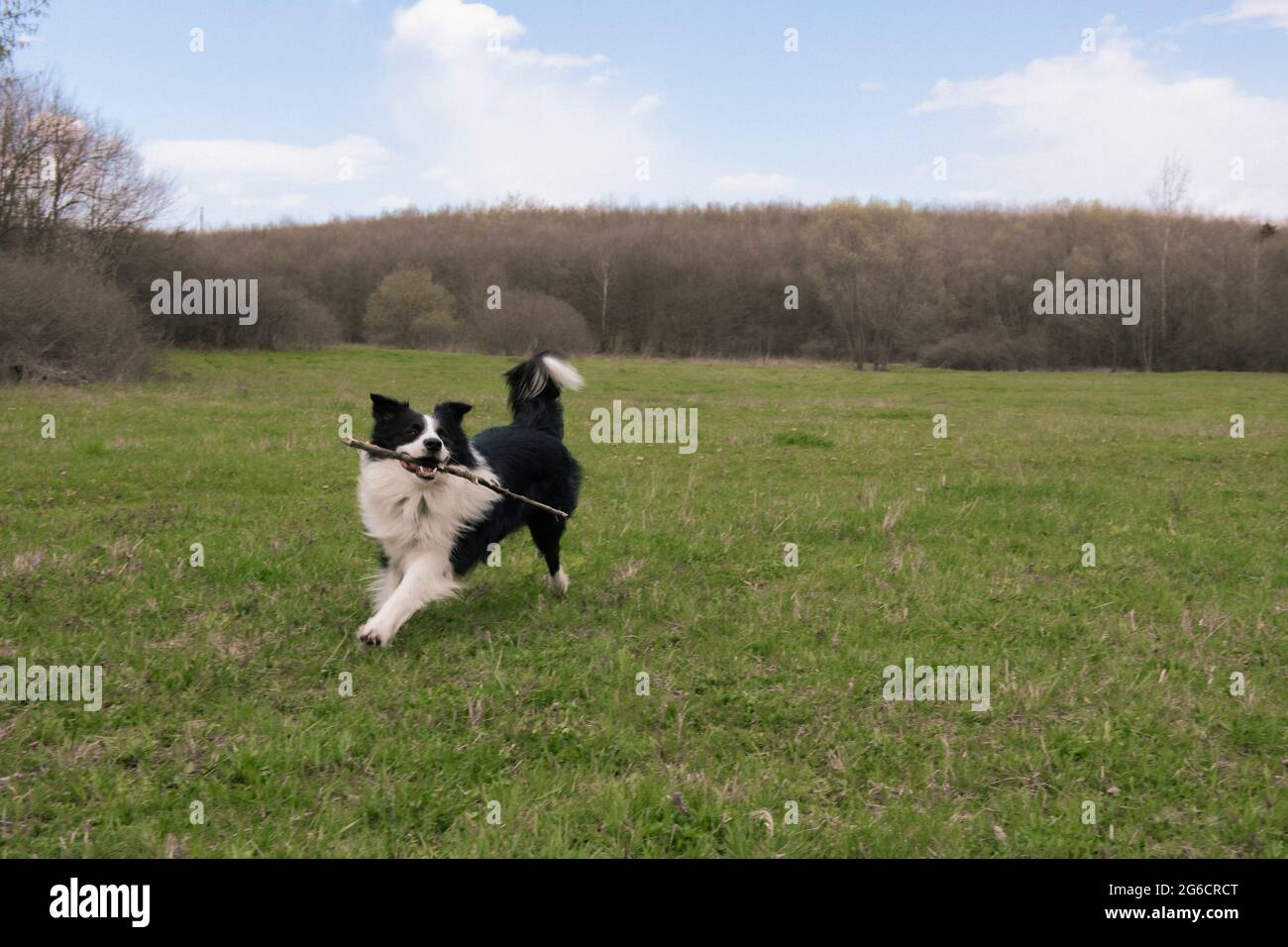 Black and white border collie dog fetching a stick in the green grass Stock Photo