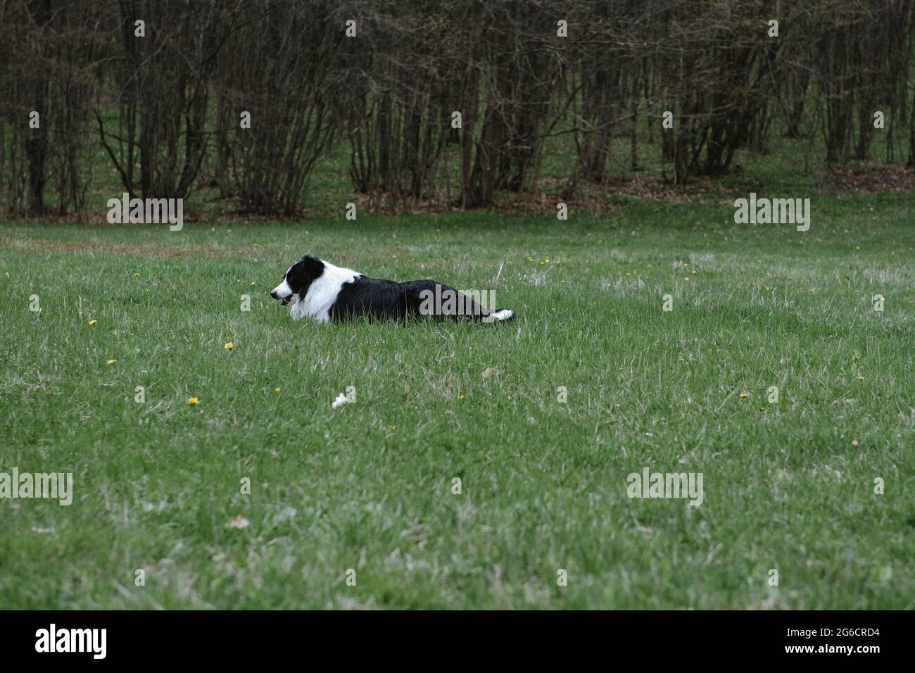 Black and white border collie dog laying on the grass Stock Photo