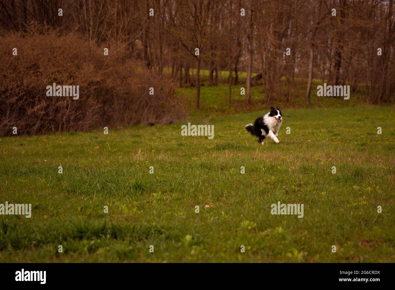 A border collie pure breed running in the forest, horizontal, landscape view Stock Photo
