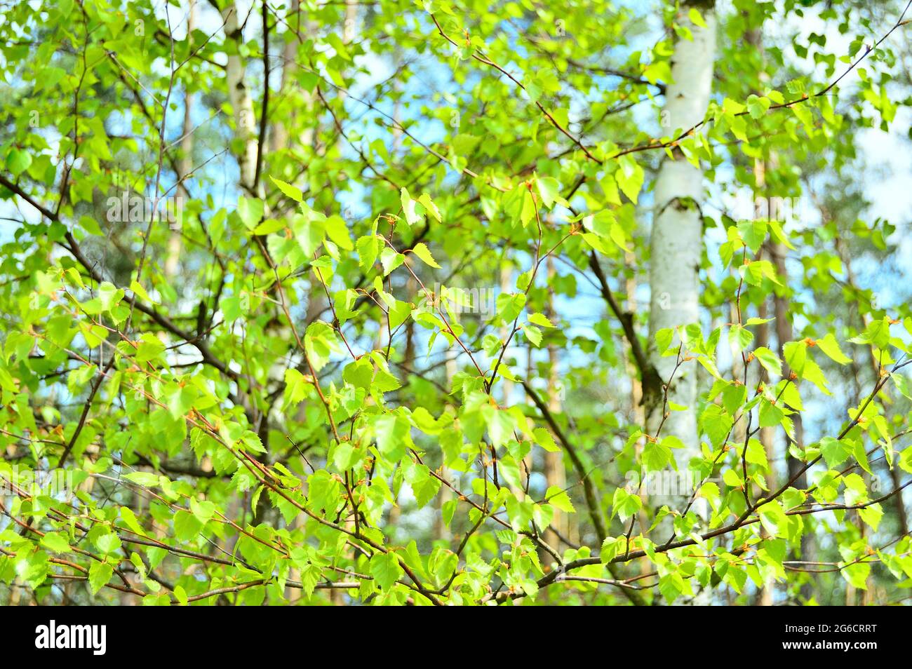 Birch on a background of the sunny day sky. Plants Stock Photo - Alamy