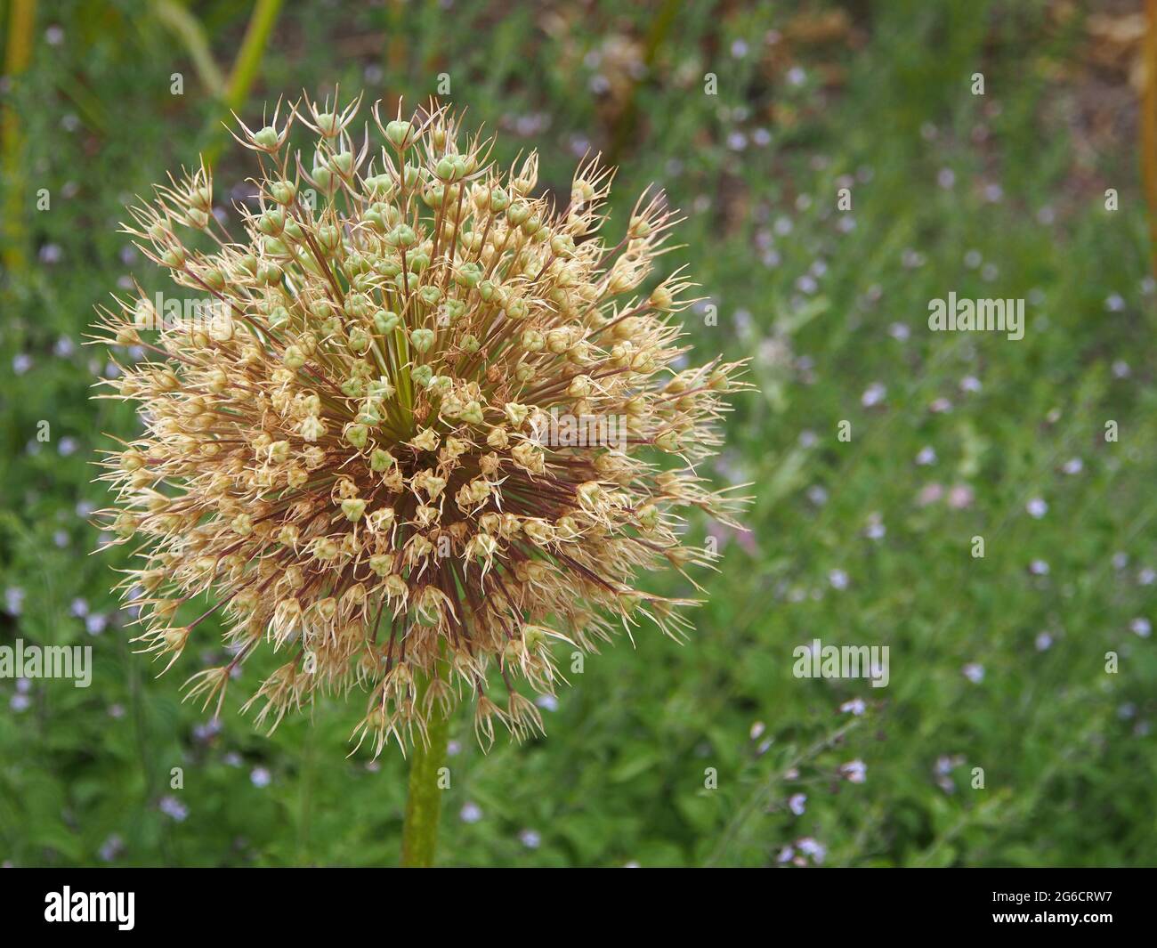 Macro shot of the seedhead of the giant alliium (Allium Giganteum) Var. Allium Beau Regard growing in an English garden in July. Stock Photo