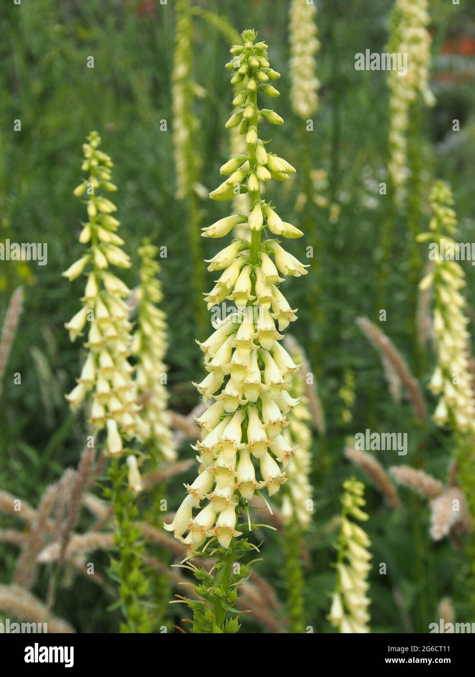 Digitalis Lutea (yellow foxglove) flowering in an English cottage