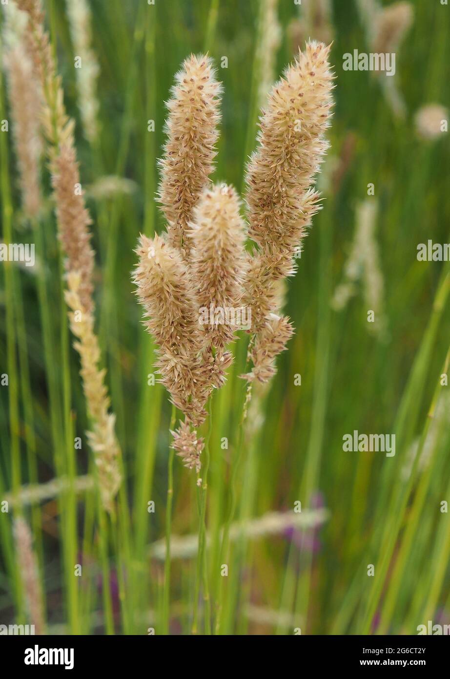 Melica Ciliata - common names Silky Spike Melic or Eyelash Pearl Grass in summer with seeds. Stock Photo
