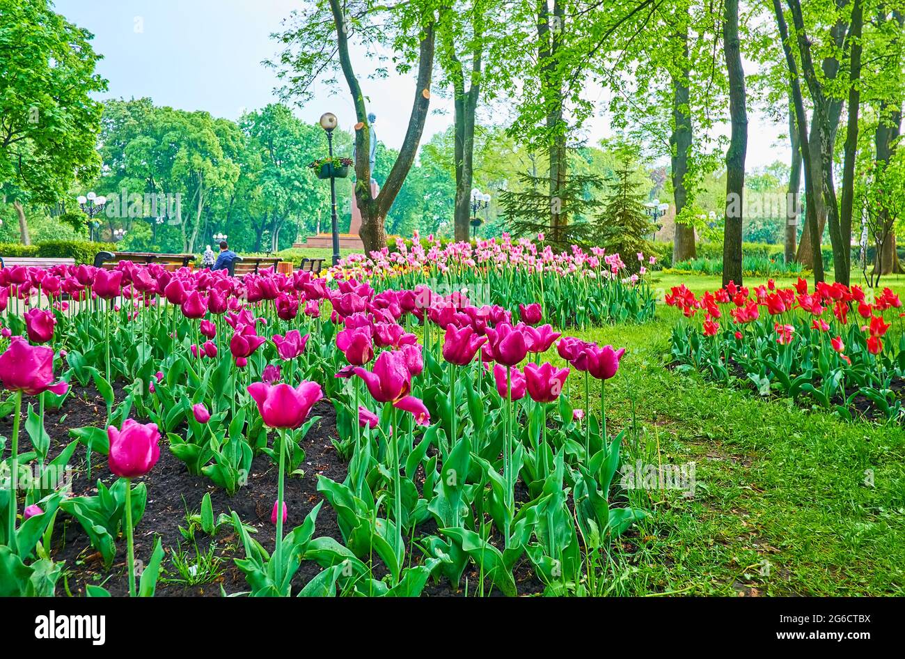 Enjoy the spring in Taras Shevchenko Park with scenic tulip flower beds, green lawn, lush trees, vintage benches and a view of the monument through th Stock Photo