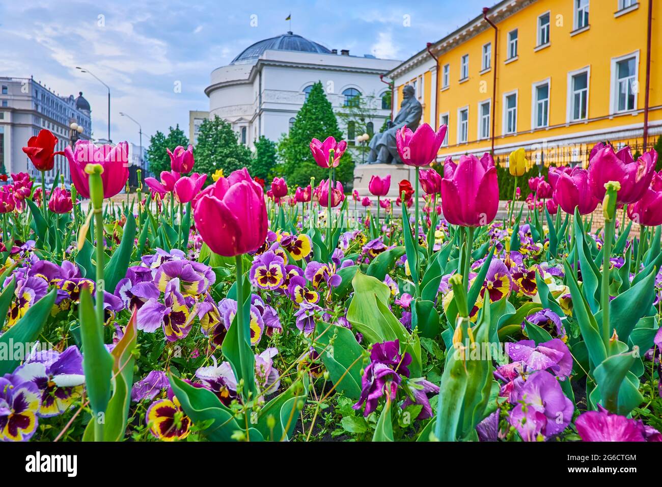 The flower bed with blooming tulips and pansies next to the monument to Mykhailo Hrushevsky with a Teacher's House in background, Volodymyrska street, Stock Photo