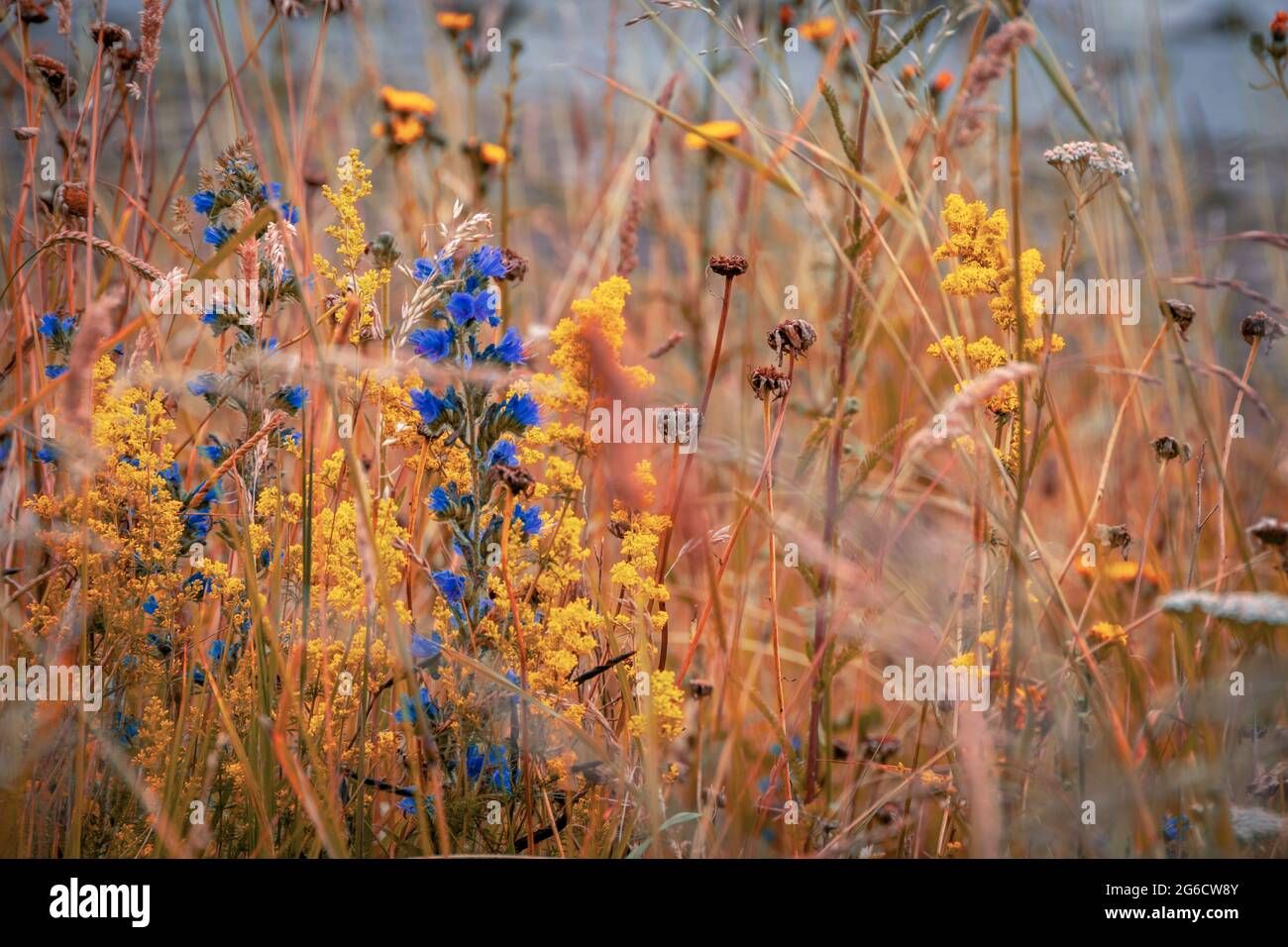 British meadow in summer with wild flowers and grasses, Viper's Bugloss, Stock Photo