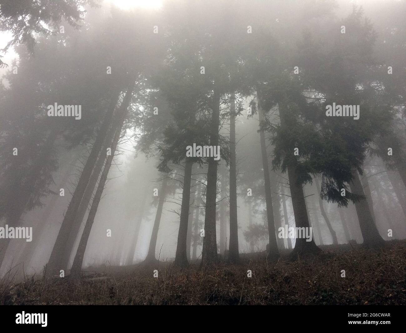 Nebel in Bergwald, fog in the mountain forest, Deutschland, Europa Stock Photo