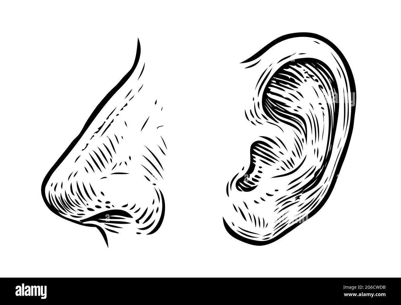 Human nose, ear sketch. Hand drawn illustration in vintage engraving style Stock Vector