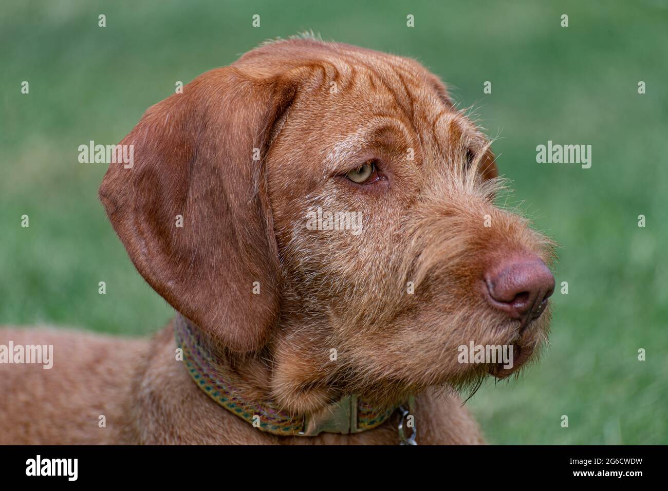 portrait of a young wire haired Vizsla puppy Stock Photo