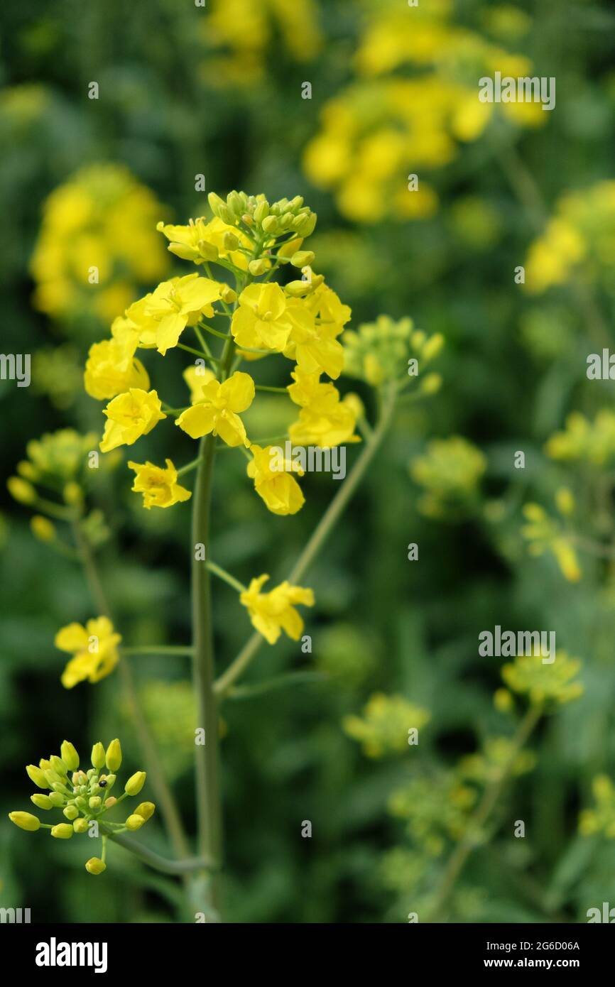 A stem of a blooming rapeseed, close-up. Yellow flowers. Stock Photo