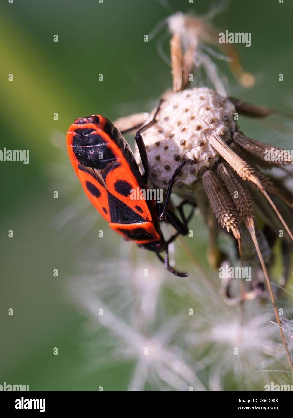 Red firebug on the stem of a plant, close-up. Macro photo of an insect ...