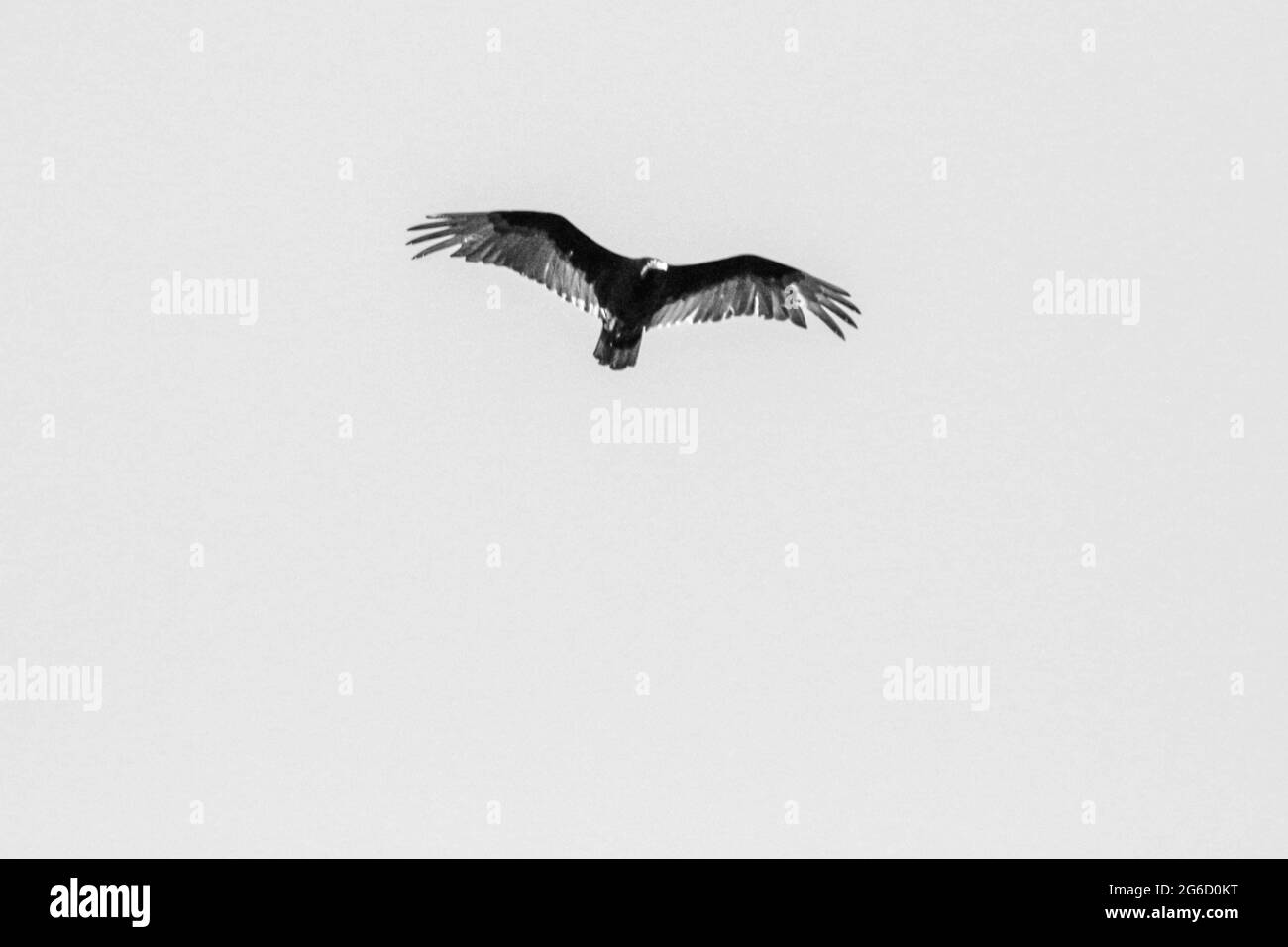Bald eagle beak Black and White Stock Photos & Images - Alamy