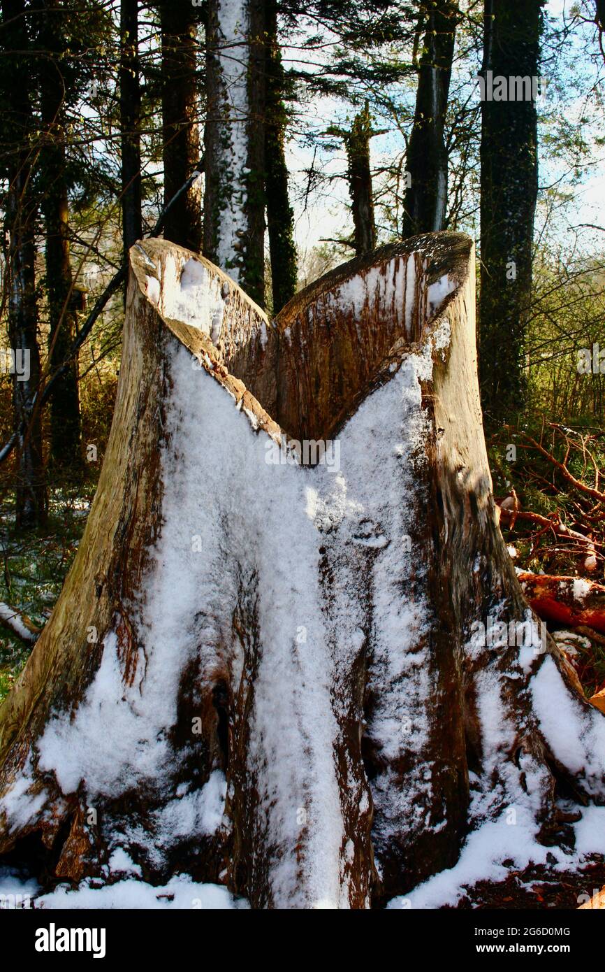 Hollow tree trunk carved into love heart on Nature trail around Lake Thun, Interlaken, Unterseen, Switzerland, on a snowy cold spring morning Stock Photo
