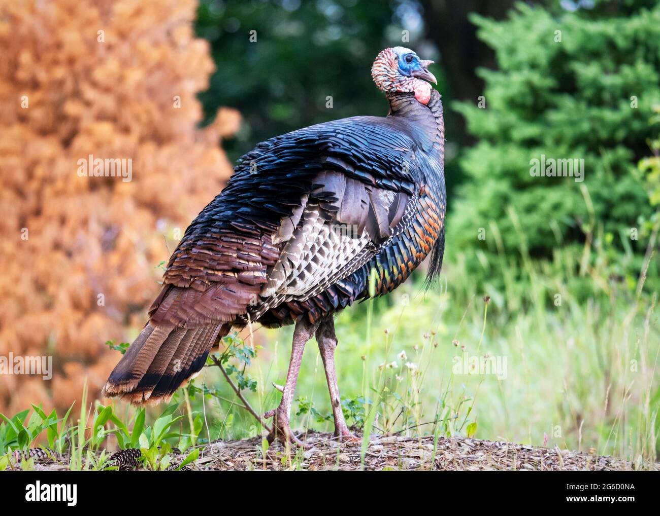 Struts Bird Male Bird Turkey Struts High Resolution Stock Photography and Images ...