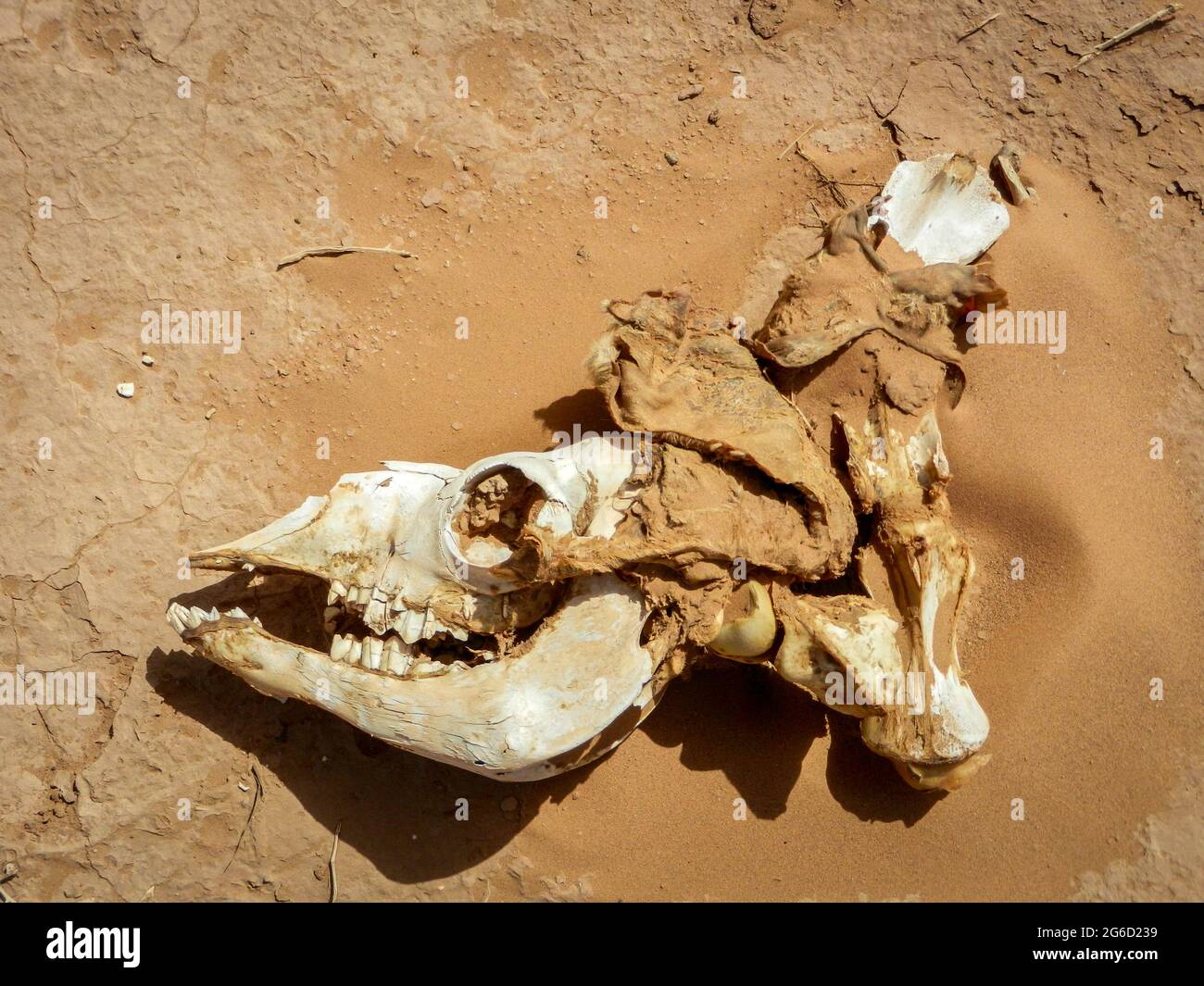 Skull of a camel in the dry sand of the Sahara desert Stock Photo