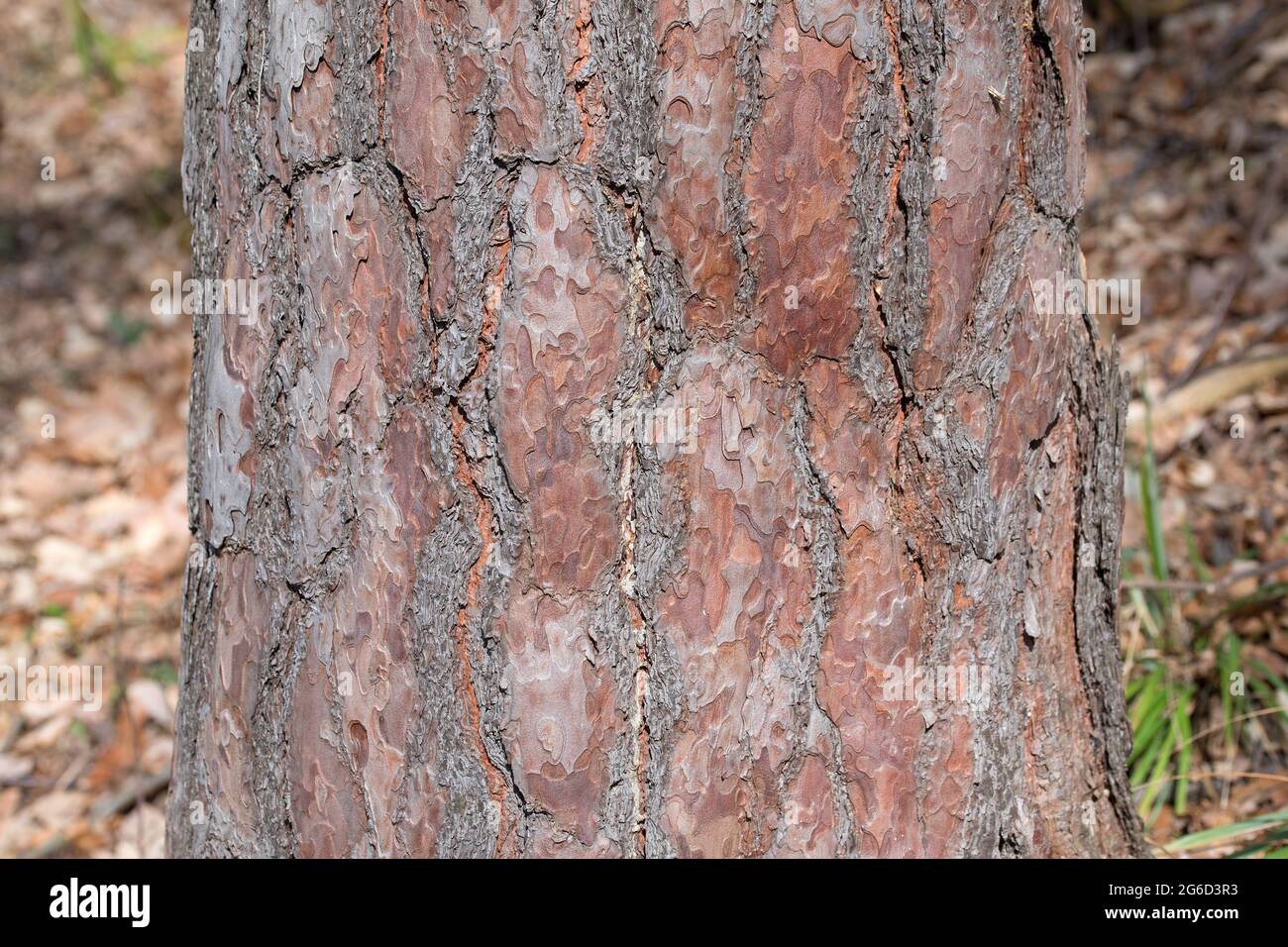 Bark from the Scots pine Stock Photo