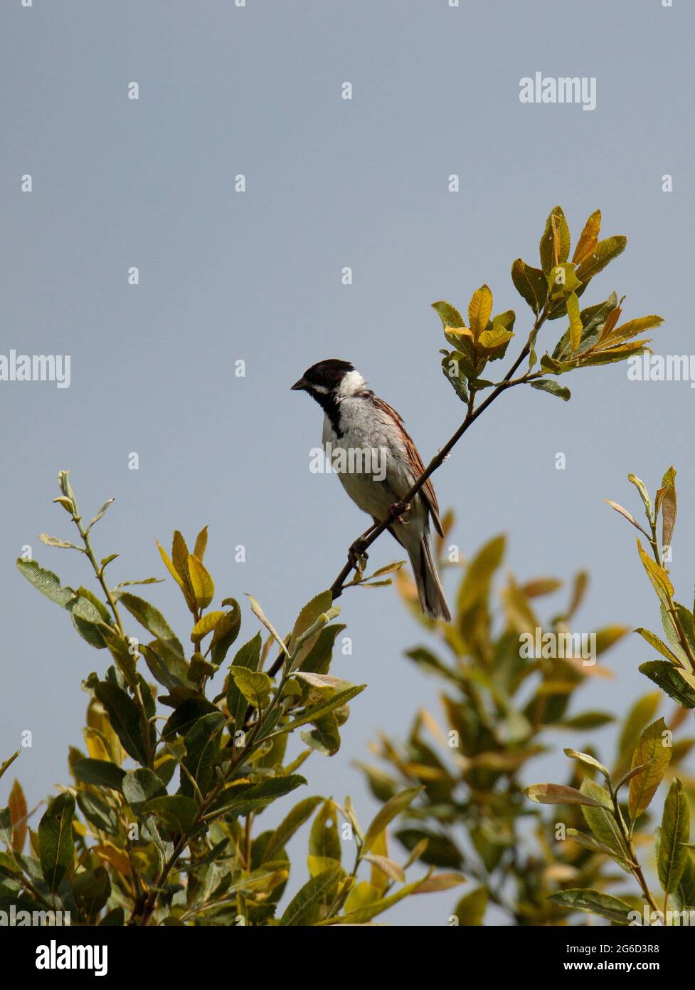 Reed Bunting Stock Photo
