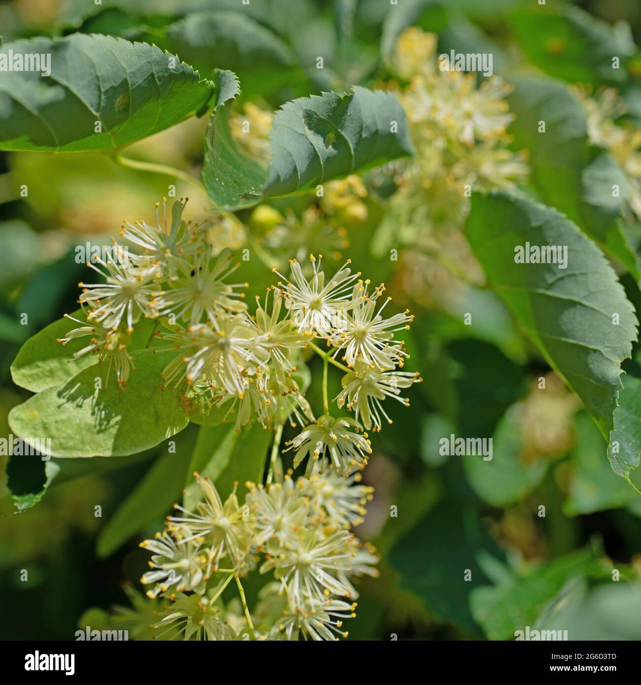 Blooming winter linden, Tilia cordata Stock Photo