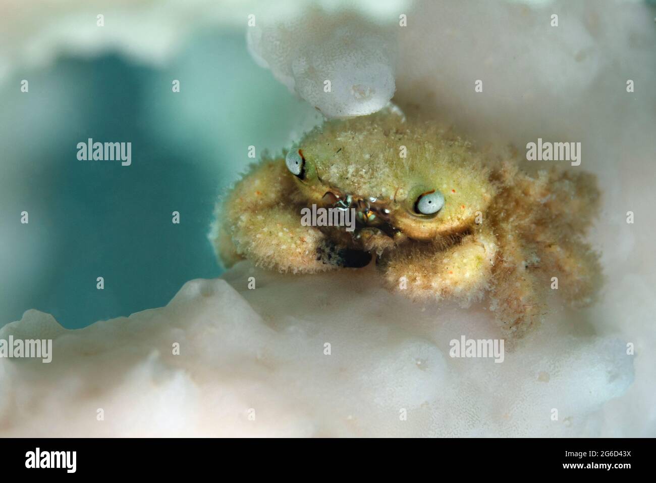 Tiny critter - Furry Coral crab (Cymo melanodactylus). Underwater world ...