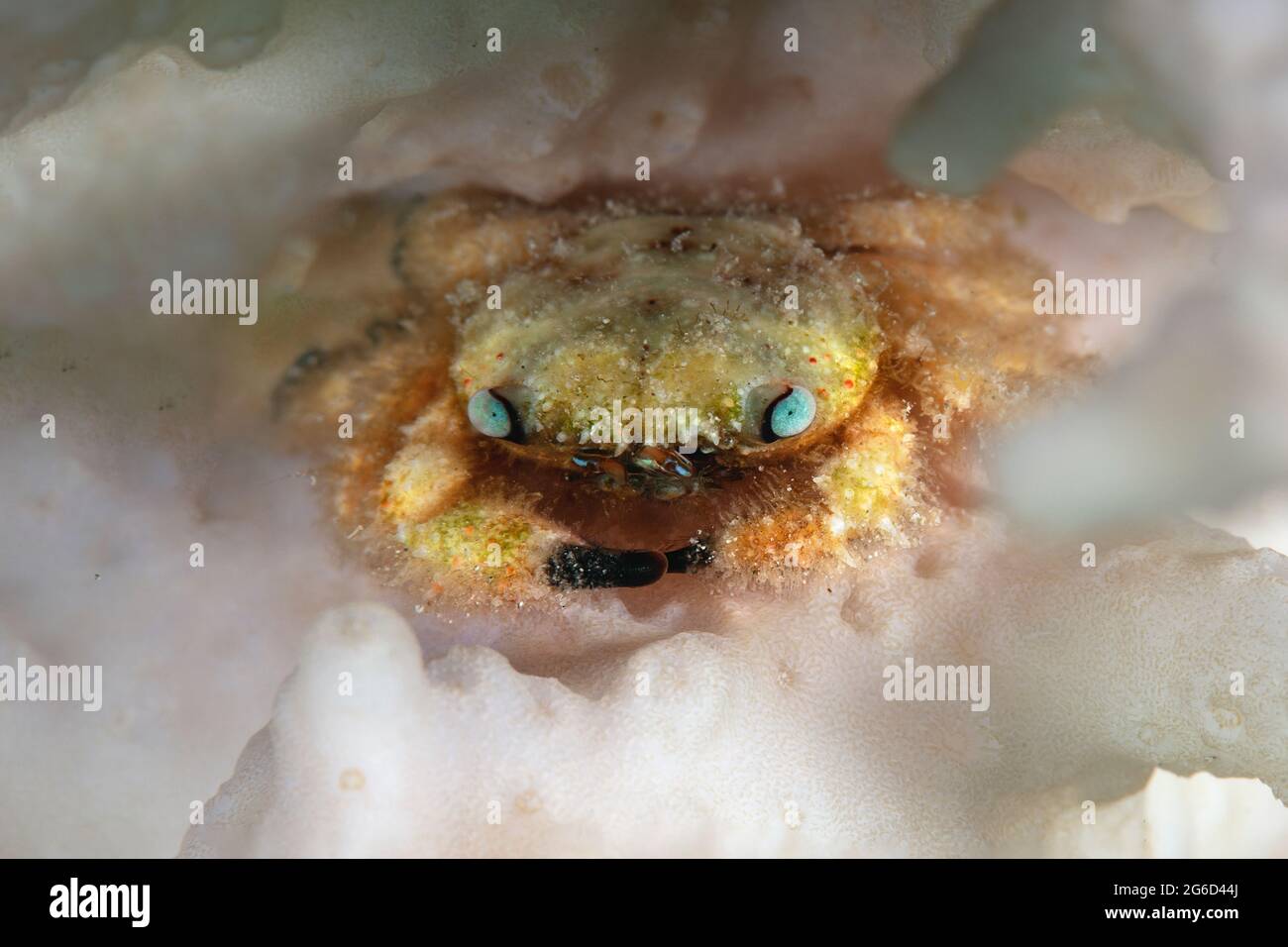 Furry coral crab hi-res stock photography and images - Alamy