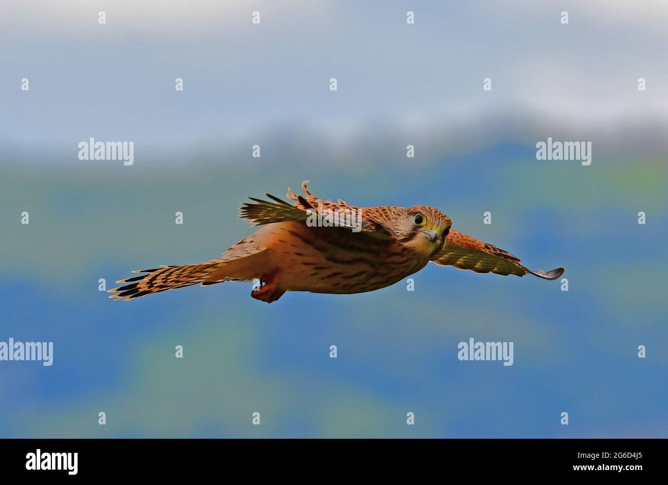 On a damp afternoon a young kestrel is seen flying dramatically horizantally looking at camera at  eye level. Picture Credit Robert Timoney. Stock Photo