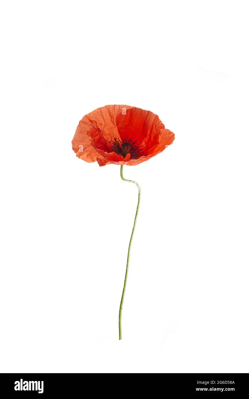 Bright red poppy flower isolated on white background Stock Photo - Alamy