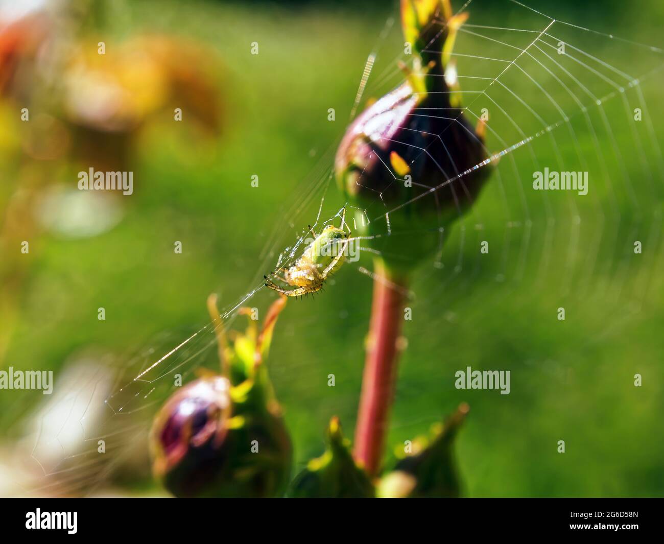 spider web and spider on a rosebud, in summer Stock Photo