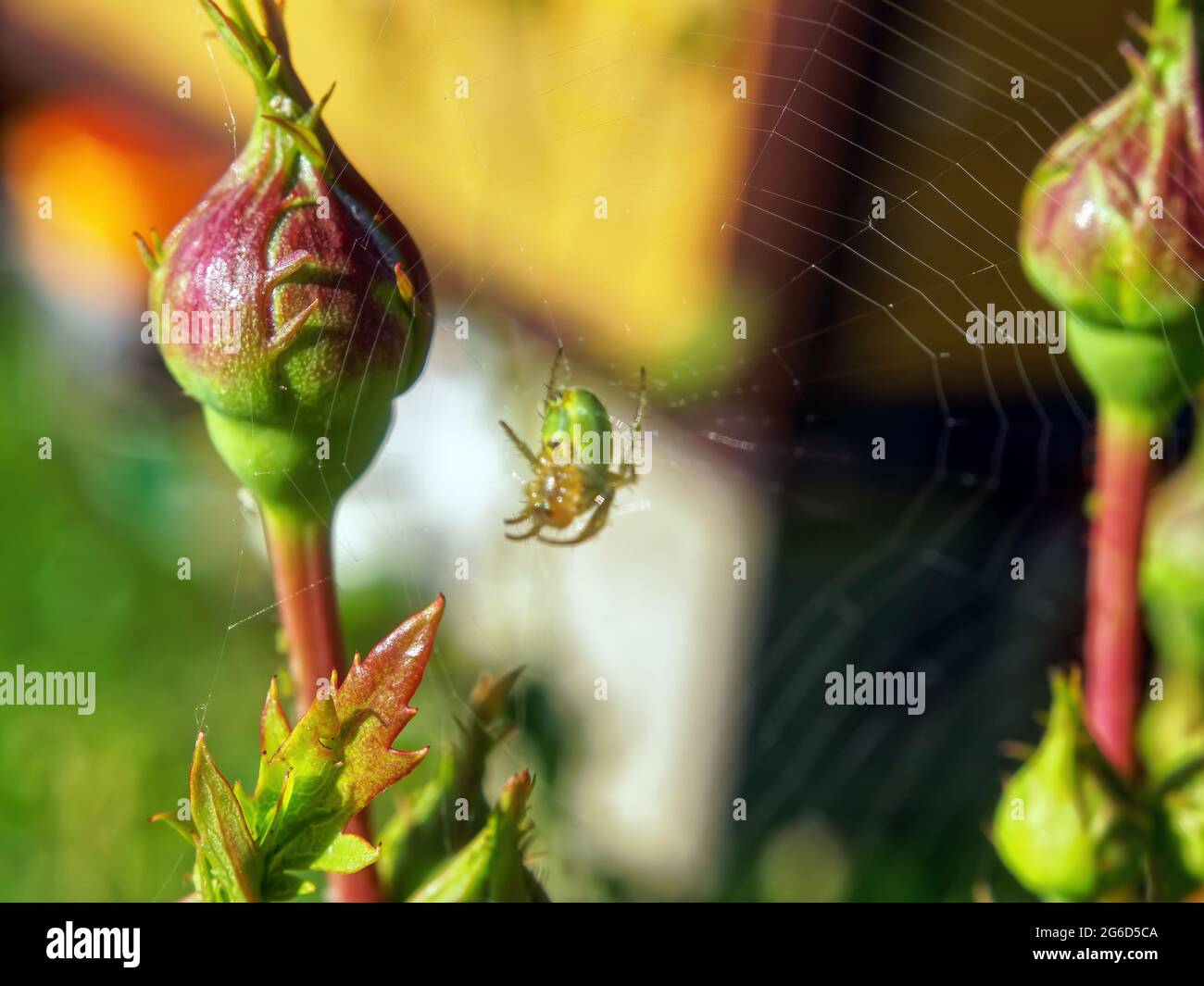 spider web and spider on a rosebud, in summer Stock Photo