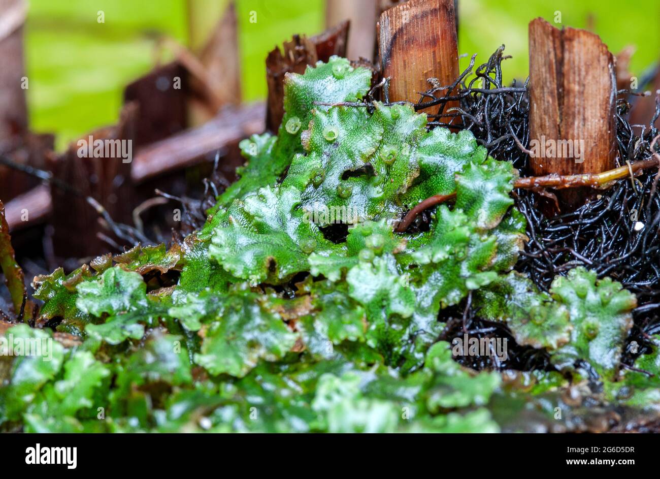 Marchantia polymorpha. Common liverwort Stock Photo
