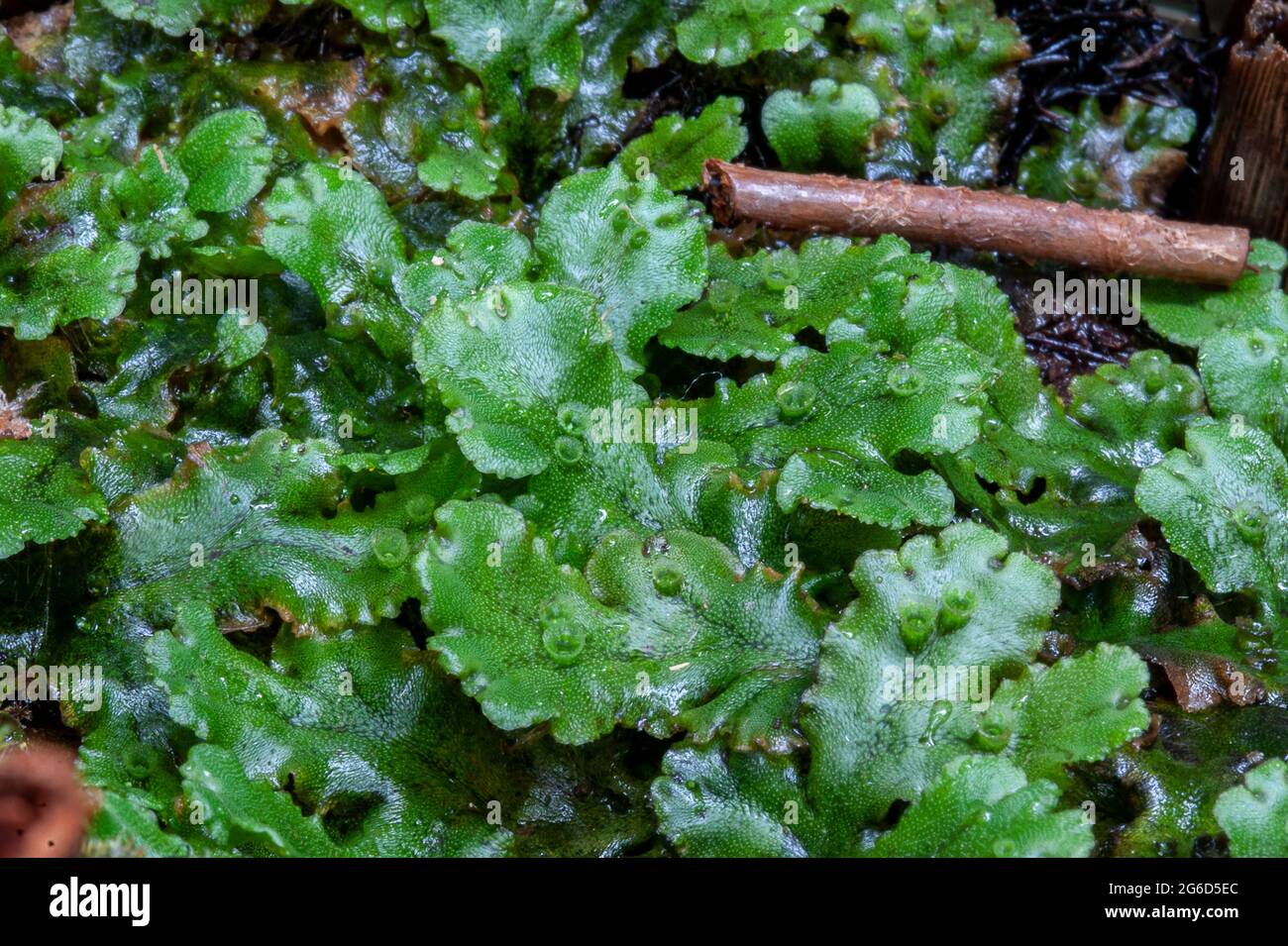 Marchantia polymorpha. Common liverwort Stock Photo