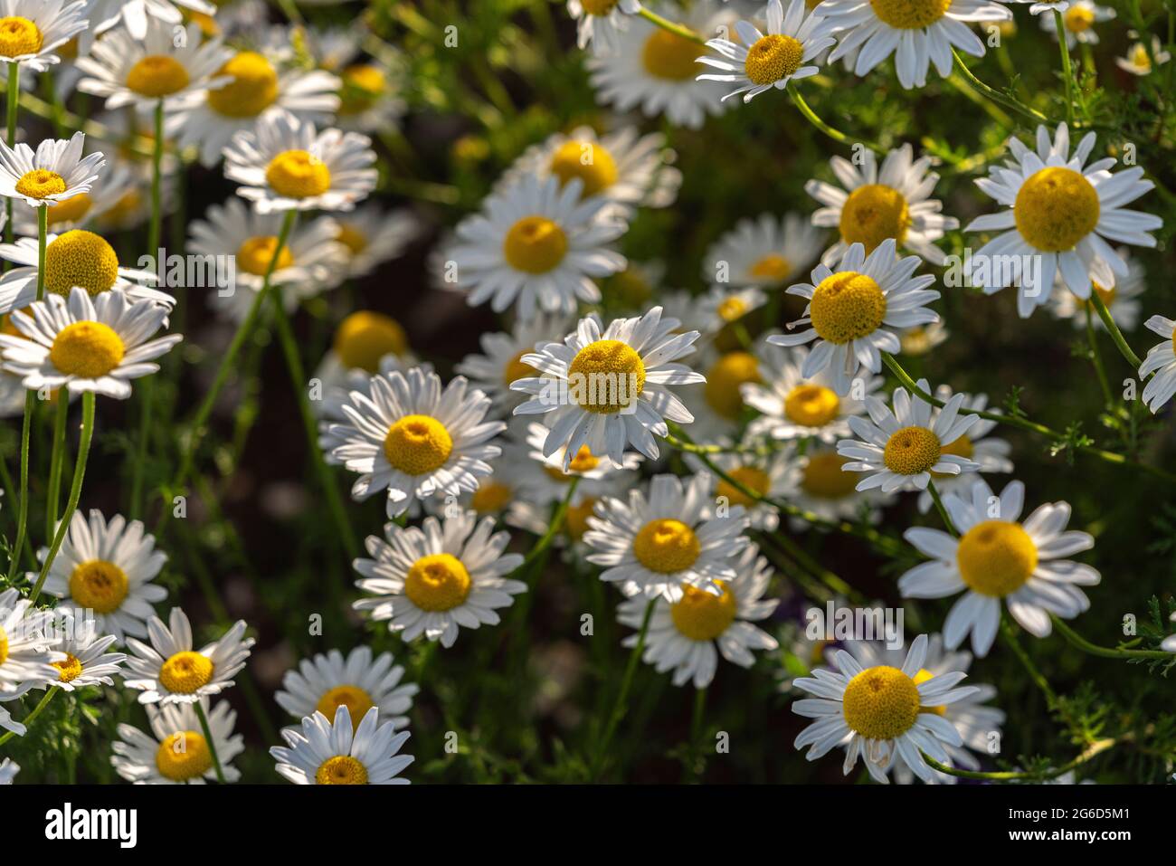Common Chamomile Meadow, Matricaria chamomilla L. Chamomile has good anti-inflammatory properties and is a calming remedy. Molise, Italy, Europe Stock Photo