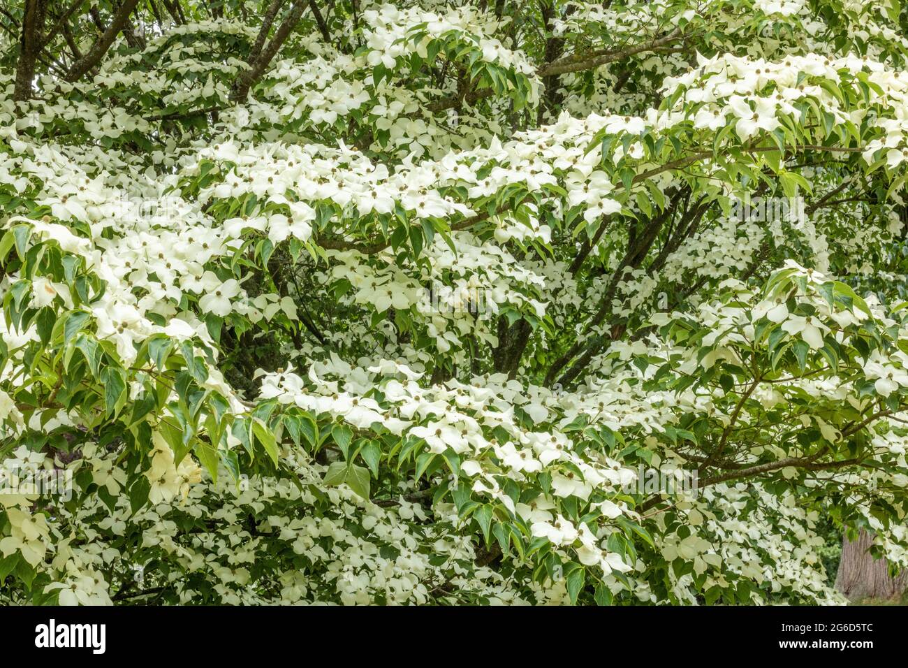 Cornus kousa, small deciduous tree, flowering plant family Cornaceae Stock Photo