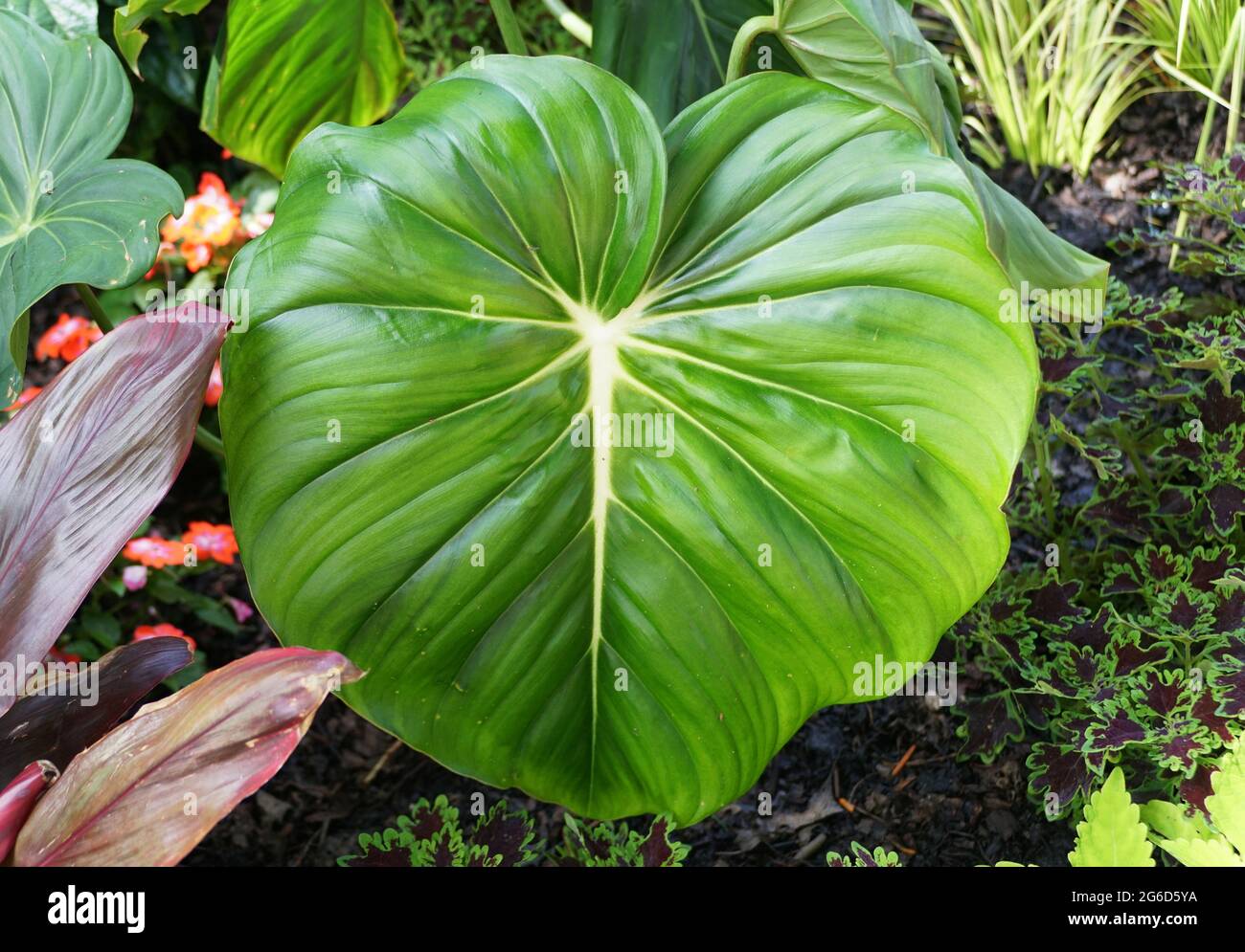 philodendron temptation Philodendron Whipple Way 3” – Rare Foliage Plant Co