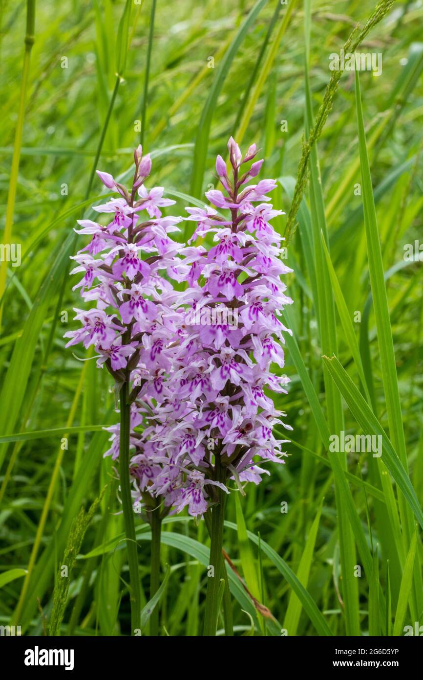 British Wildflower Meadow Flower Stock Photo