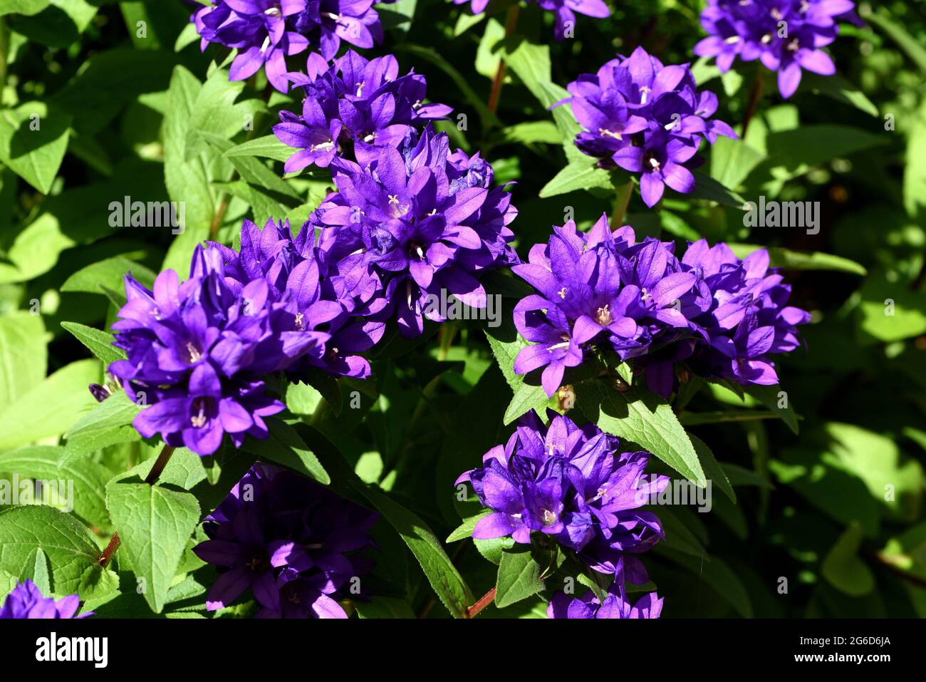 A cluster of purple flower heads of Campanula Glomerata. Stock Photo