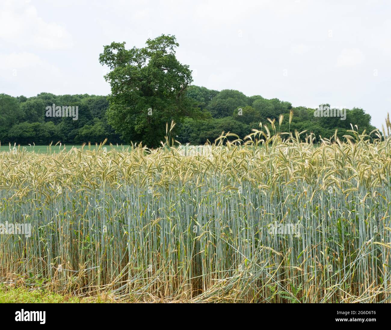 Arable rye cereal crop biomass Stock Photo