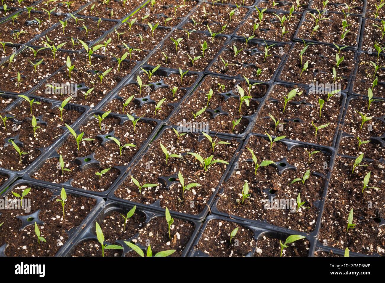 Lycopersicon esculentum - Sanguine Tomato plants growing in plastic trays inside a greenhouse. Stock Photo