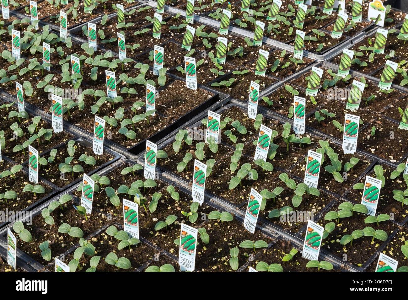 Cucumis sativus - English Cucumber, Hybrid Petipikel plants growing in plastic trays inside a greenhouse. Stock Photo