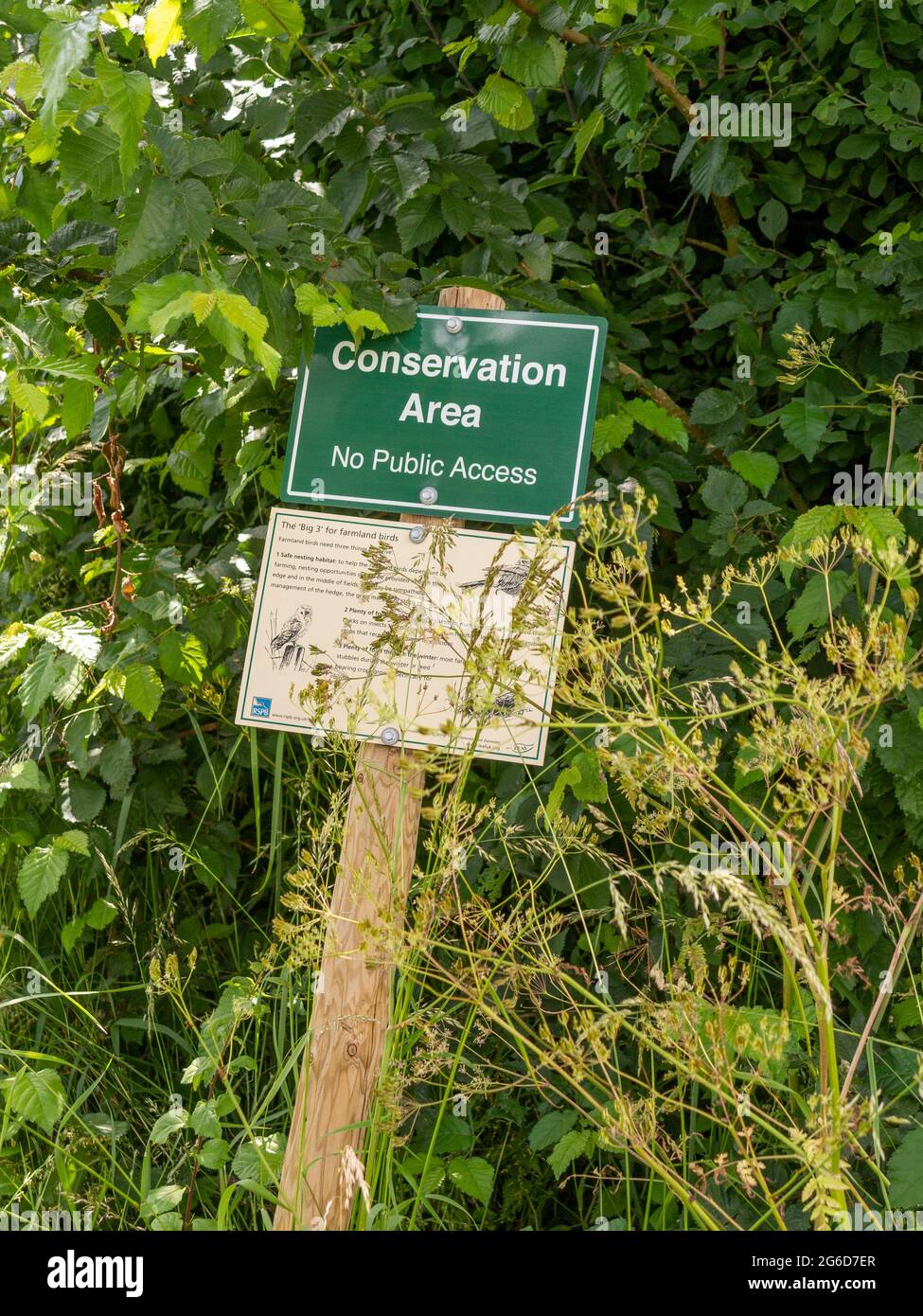 A green rectangular 'Conservation Area' sign on a wooden post in a hedge by a field area Stock Photo