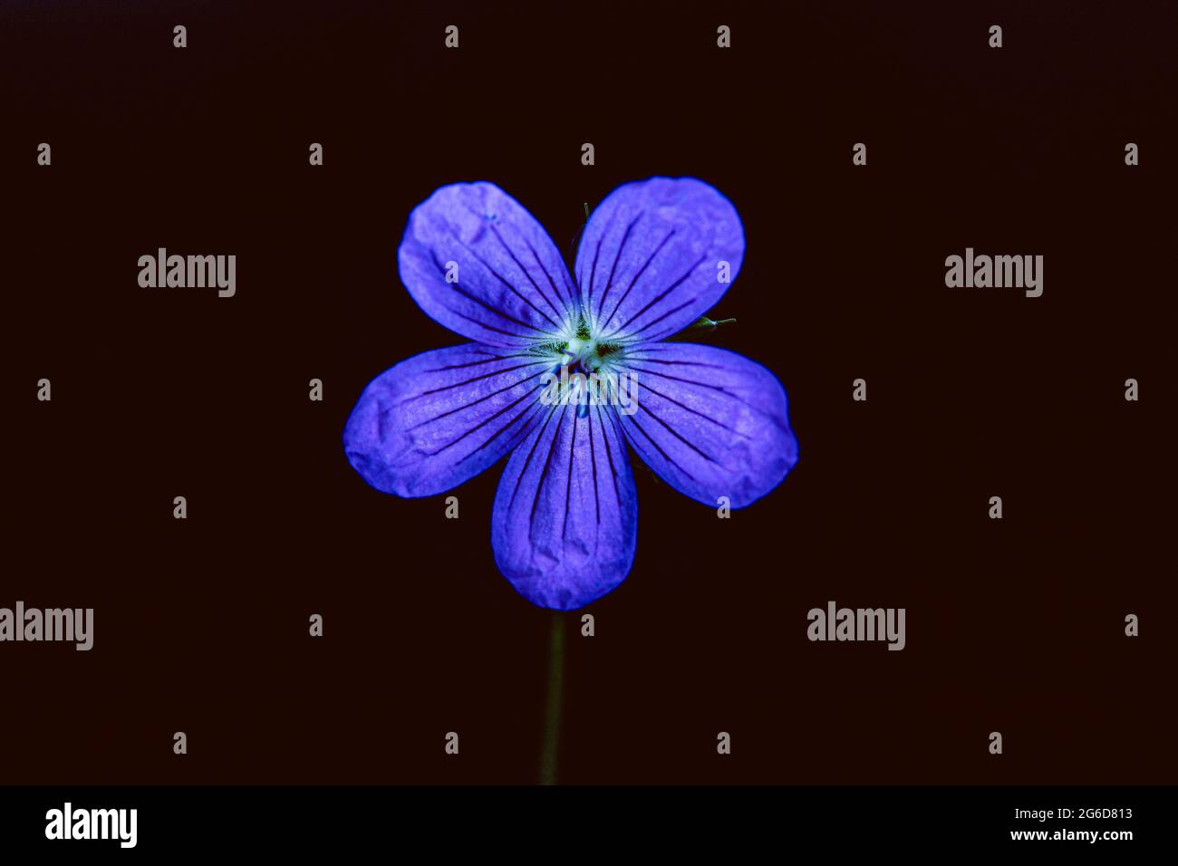 wild geranium, Geranium maculatum, blue flower on black background