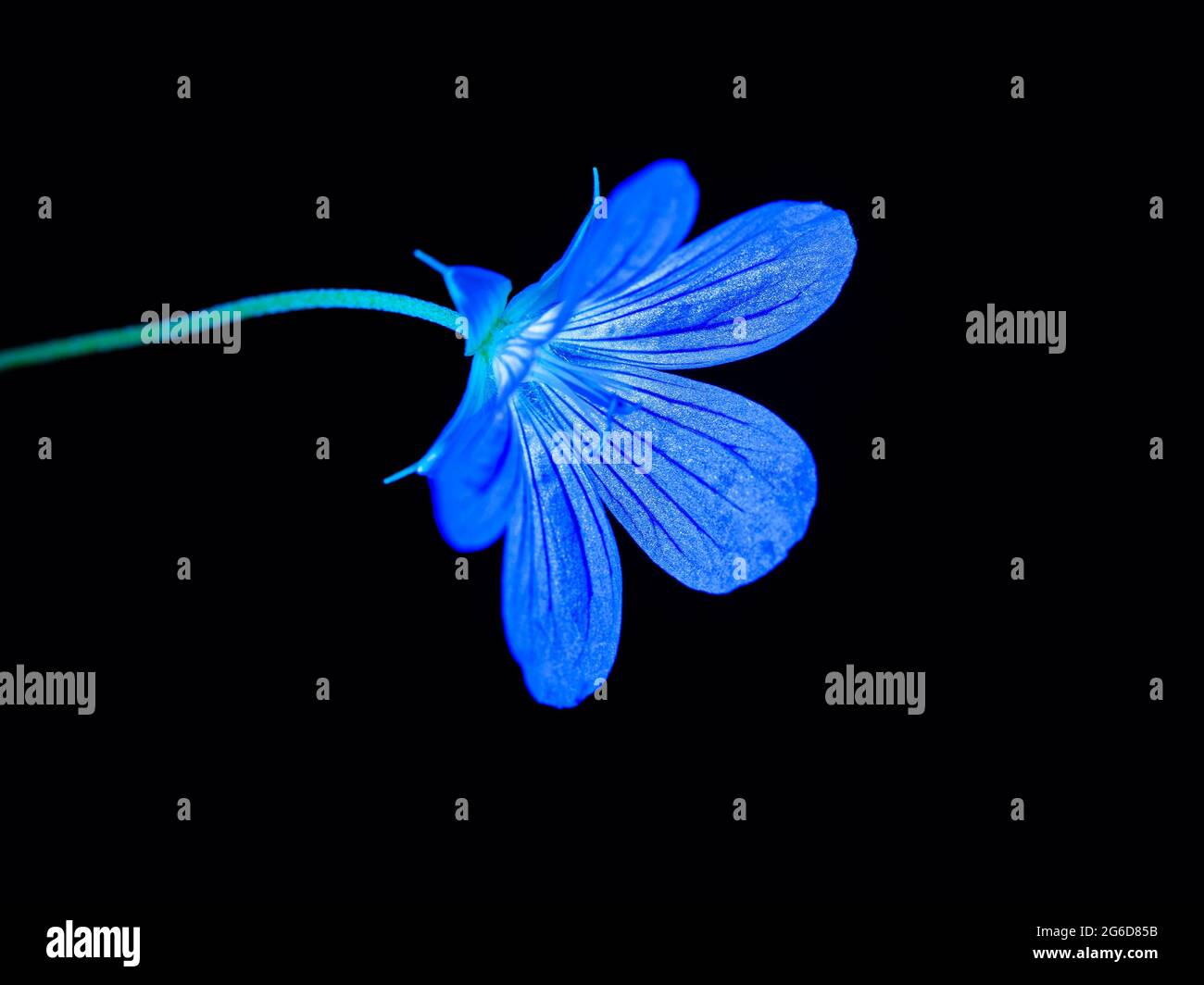 wild geranium, Geranium maculatum, blue flower on black background