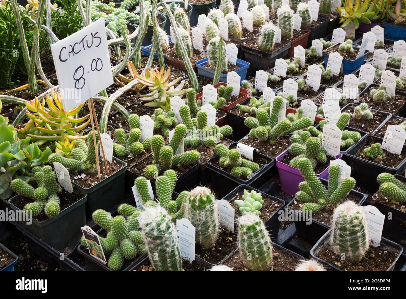 Mixed Cacti including Rebutia fabrisii and Echeveria - Succulent plants for sale growing in plastic containers inside greenhouse Stock Photo
