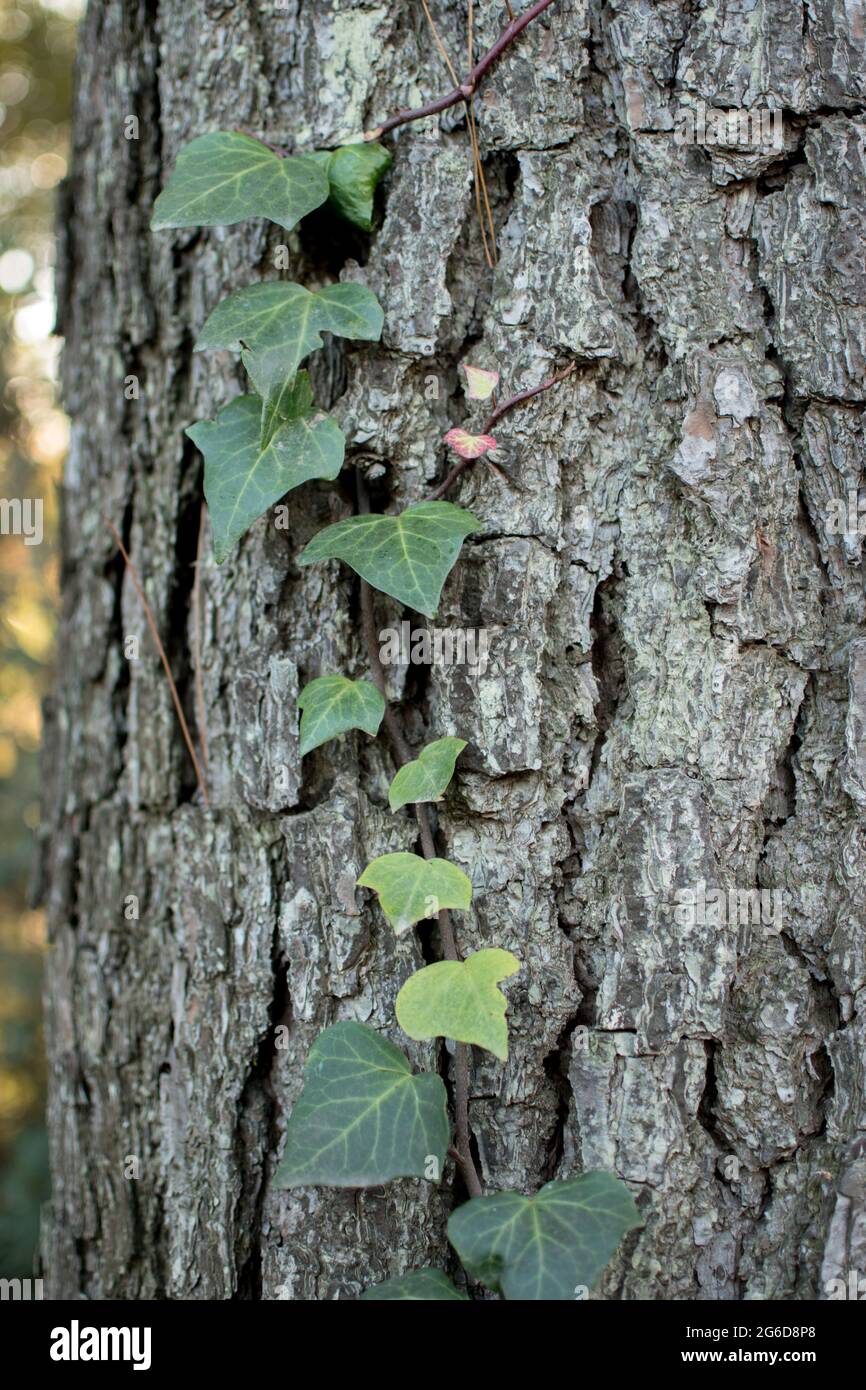 Creeper plant hi-res stock photography and images - Alamy