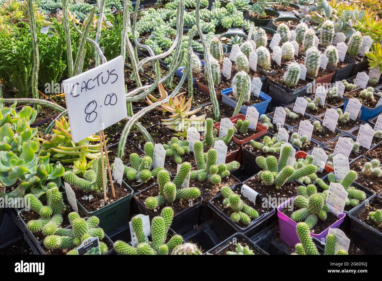Mixed Cacti including Rebutia fabrisii and Echeveria - Succulent plants for sale inside a greenhouse. Stock Photo
