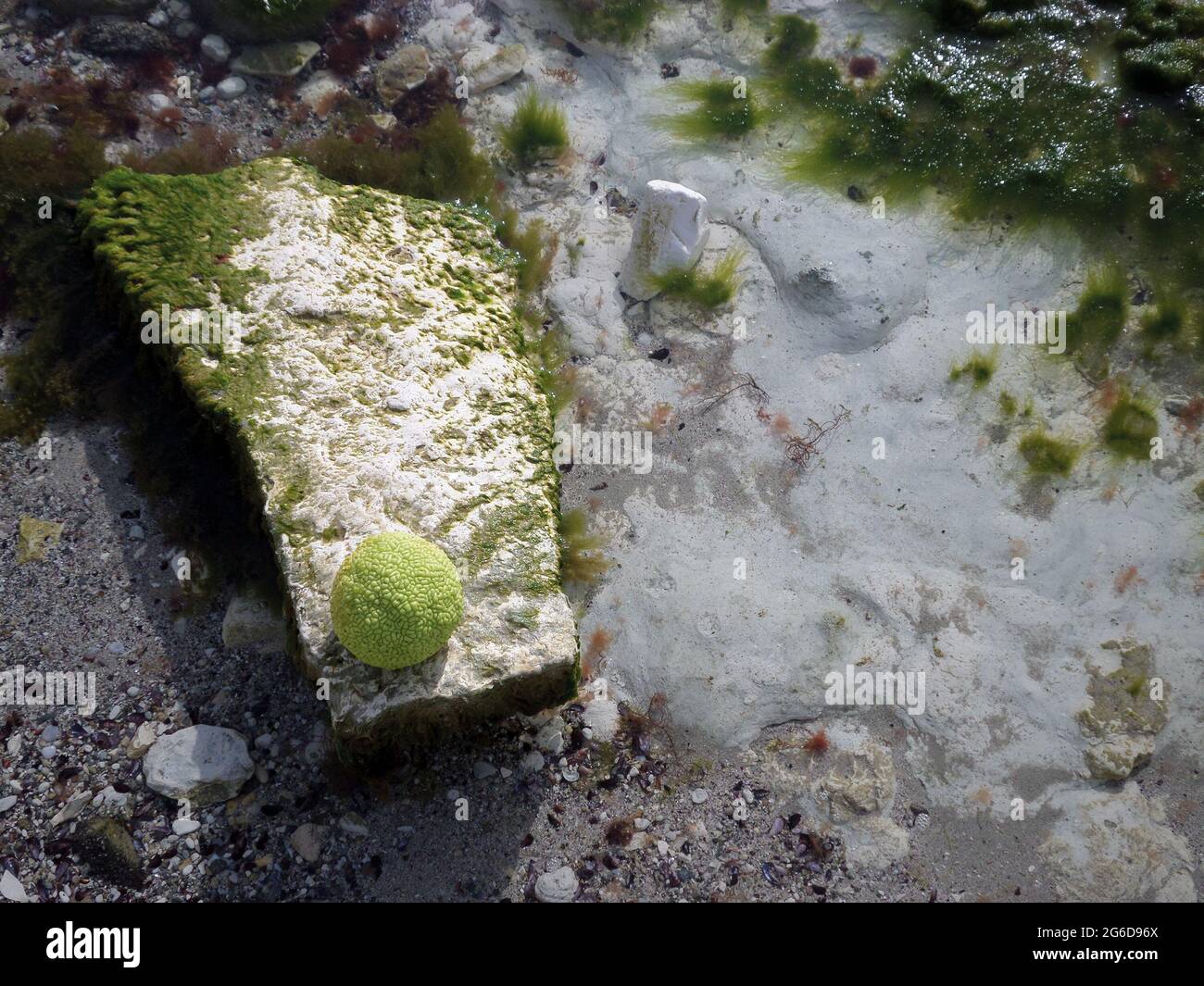 Adam's apple on the rocky shore of the Caspian Sea. October is the month. Stock Photo