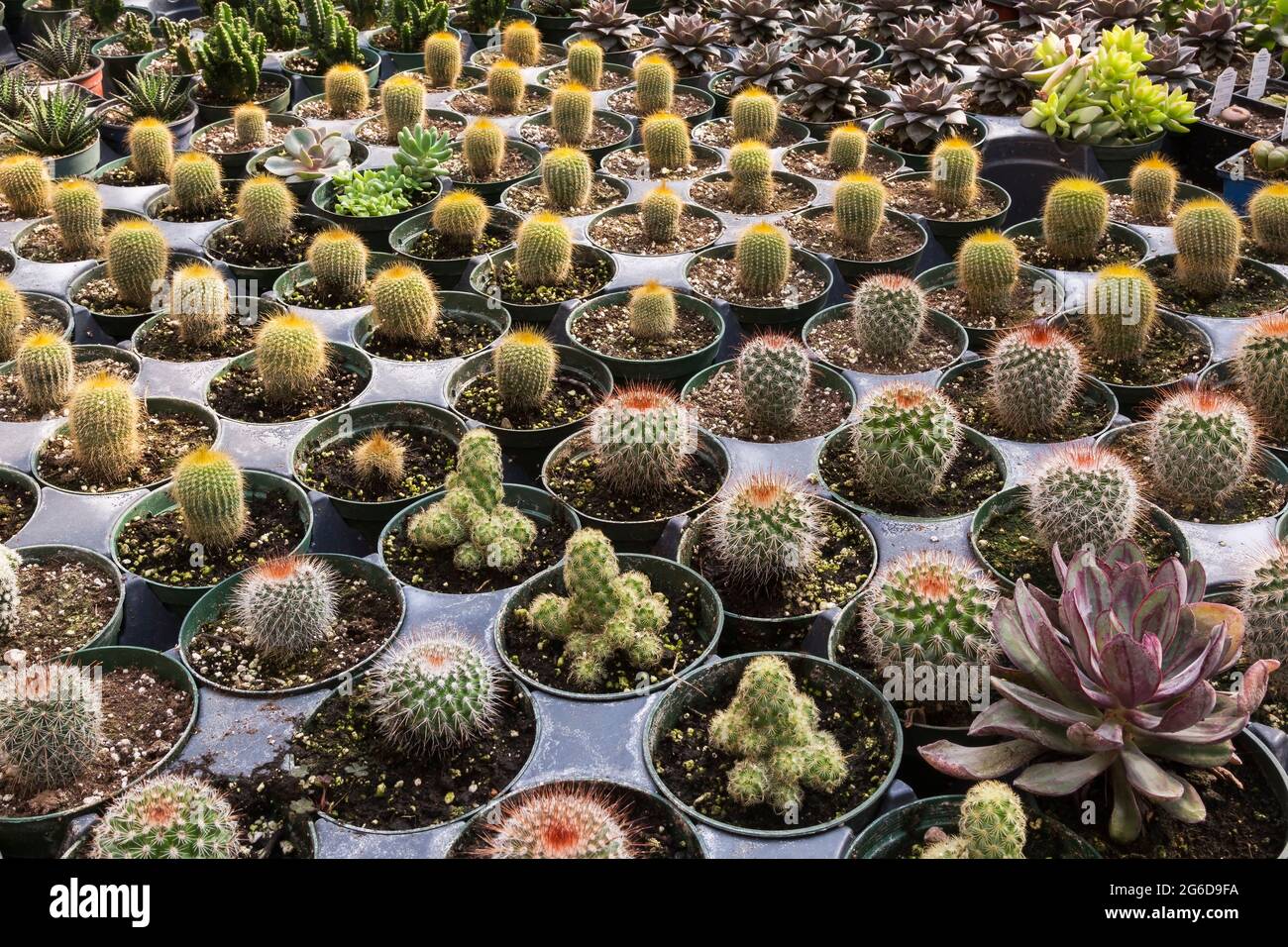 Mixed Cacti and Echeveria - Succulent plants growing in plastic containers inside greenhouse Stock Photo